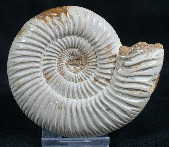 Perisphinctes Ammonite - Jurassic #7366